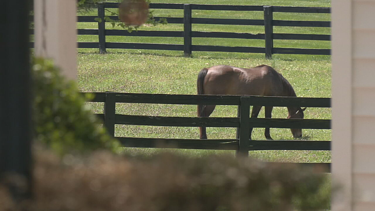 Prospect farm gives thoroughbreds a place to live out their retirement